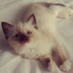 Bella Fuller - @bellathecatxo - Instagram