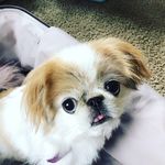Bella Gallo - @bella_gallo_ - Instagram