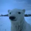 Polar_playsVr - @bellagalvan96 - TikTok