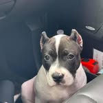 Bella Gamble - @bellagamble2021ab - Instagram