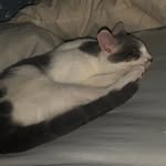 Bella - @bella_gamez_0511 - Instagram