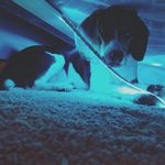 Londyn Gentrys Owner - @gentry_rae_bella - Instagram
