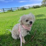 Bella Jones - @bellajones.the.chihuahua - Instagram