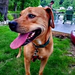 Bella Kline - @bellathespoliedmutt - Instagram