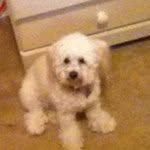 Bella Kline - @bellababydog - Instagram