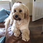 Bella McCann - @_bellathe_cockapoo - Instagram