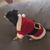 bellamccann770 - @bella_the_chihuahua_ - TikTok