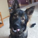 Bella Mckee - @german_shepherd_gs - Instagram