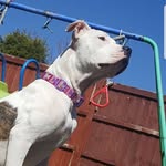 Bella mckee - @bella_the_pup_2019 - Instagram