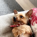 Bella Mcleod - @_jiji_ava_ - Instagram