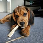 Bella McLeod - @bella.the.beaglier - Instagram
