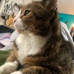 😻 Bella McQueen Stone Fish 😻 - @babybellathebeautifulcat - Instagram