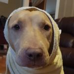 Bella McQueen - @golden_child__doggo - Instagram