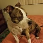 Bella Meadows - @bella_da_wonderful_beauty - Instagram