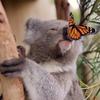 Merrill.bella🐨🦋 - @merrill.bella - TikTok