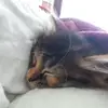 bellamia - @bellamia - TikTok