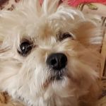 Bella millan - @bella.millan.pet - Instagram