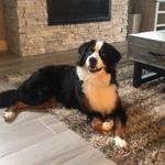 Bella_Millan🐶 - @bella_millan3 - Instagram