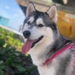 Bella Miranda 🐾 - @eubellahusky - Instagram