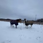 Bella Morra - @winston_mystic_winddancerfarm - Instagram