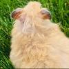Bella Morra🐹 - @aesthetic_hammys - TikTok