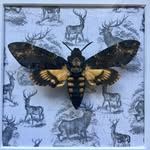 Bella Morte - @bellamortebutterflies - Instagram