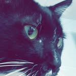 Bella Moses - @xdkitsune - Instagram