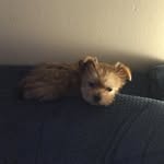Bella Mosley - @bella_pup18 - Instagram