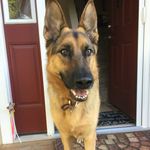 Bella Moyer - @shepherd_bella_ - Instagram