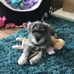 Bella - @bella_mullen_gillick - Instagram