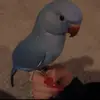 Bella Nash - @bellas._.spam_ - TikTok
