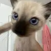 Bella - @bellanoel44 - TikTok