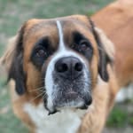 Bella Noel the Saint Bernard - @bellanoel_tx - Instagram