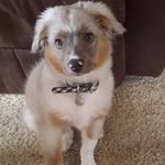 Bella Olsen - @epic.pugz - Instagram