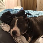 Bella Orr - @bellaannthepitt - Instagram