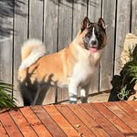Bella Orrsum - @bella_orrsum_american_akita - Instagram