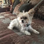 Bellathedog - @bellaorrthedog - Instagram