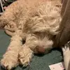 Bella Owens - @bella.owens76 - TikTok