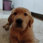 Bella Pace - @bellapace.dog - Instagram