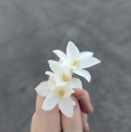 Bella Park - Facebook