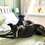 Bella & Parker - @bella_and_parker_greyhound - Instagram