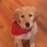 Bella Patterson - @bella_patterson_the_dog - Instagram