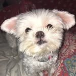 Bella Patterson - @the_maltese_bella - Instagram