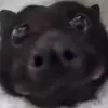Bella - @bellapeck - TikTok