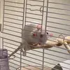 bella - @bellapeckk - TikTok