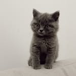 Bella Peralta - @bella.theprincess.cat - Instagram