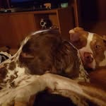 Bella Petersen - @bella.sparkles - Instagram