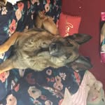 Bella Petersen - @bellathegermanshepherd2013 - Instagram
