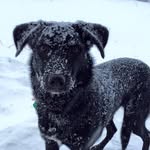 Bella Petersen - @bella__theborador - Instagram