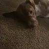 bellapetty8 - @bellapetty8 - TikTok